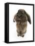 Lionhead Rabbit Sitting Up-Mark Taylor-Framed Stretched Canvas