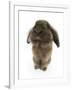 Lionhead Rabbit Sitting Up-Mark Taylor-Framed Photographic Print