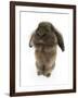 Lionhead Rabbit Sitting Up-Mark Taylor-Framed Photographic Print