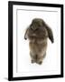 Lionhead Rabbit Sitting Up-Mark Taylor-Framed Photographic Print