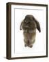 Lionhead Rabbit Sitting Up-Mark Taylor-Framed Photographic Print