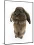 Lionhead Rabbit Sitting Up-Mark Taylor-Mounted Photographic Print