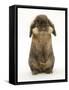 Lionhead Rabbit Standing Up-Mark Taylor-Framed Stretched Canvas