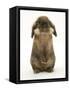 Lionhead Rabbit Standing Up-Mark Taylor-Framed Stretched Canvas