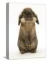 Lionhead Rabbit Standing Up-Mark Taylor-Stretched Canvas