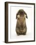 Lionhead Rabbit Standing Up-Mark Taylor-Framed Photographic Print