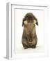 Lionhead Rabbit Standing Up-Mark Taylor-Framed Photographic Print