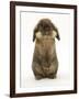 Lionhead Rabbit Standing Up-Mark Taylor-Framed Photographic Print