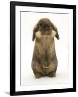 Lionhead Rabbit Standing Up-Mark Taylor-Framed Photographic Print