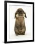 Lionhead Rabbit Standing Up-Mark Taylor-Framed Photographic Print