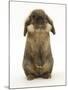 Lionhead Rabbit Standing Up-Mark Taylor-Mounted Photographic Print