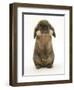 Lionhead Rabbit Standing Up-Mark Taylor-Framed Photographic Print