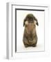 Lionhead Rabbit Standing Up-Mark Taylor-Framed Photographic Print