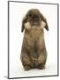 Lionhead Rabbit Standing Up-Mark Taylor-Mounted Photographic Print