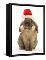 Lionhead Rabbit Wearing Father Christmas Hat-Mark Taylor-Framed Stretched Canvas