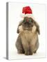 Lionhead Rabbit Wearing Father Christmas Hat-Mark Taylor-Stretched Canvas