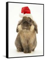Lionhead Rabbit Wearing Father Christmas Hat-Mark Taylor-Framed Stretched Canvas