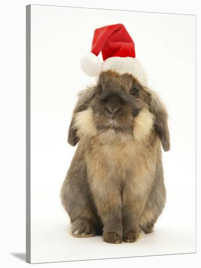 Lionhead Rabbit Wearing Father Christmas Hat-Mark Taylor-Stretched Canvas