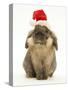 Lionhead Rabbit Wearing Father Christmas Hat-Mark Taylor-Stretched Canvas