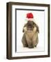 Lionhead Rabbit Wearing Father Christmas Hat-Mark Taylor-Framed Photographic Print