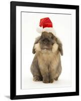 Lionhead Rabbit Wearing Father Christmas Hat-Mark Taylor-Framed Photographic Print