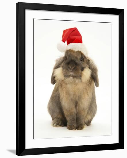 Lionhead Rabbit Wearing Father Christmas Hat-Mark Taylor-Framed Photographic Print