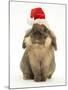 Lionhead Rabbit Wearing Father Christmas Hat-Mark Taylor-Mounted Photographic Print