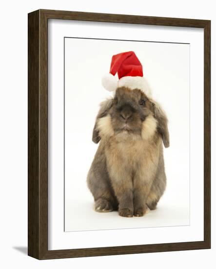 Lionhead Rabbit Wearing Father Christmas Hat-Mark Taylor-Framed Photographic Print