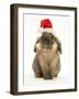 Lionhead Rabbit Wearing Father Christmas Hat-Mark Taylor-Framed Photographic Print