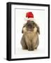 Lionhead Rabbit Wearing Father Christmas Hat-Mark Taylor-Framed Photographic Print