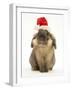 Lionhead Rabbit Wearing Father Christmas Hat-Mark Taylor-Framed Photographic Print