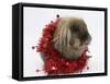 Lionhead Rabbit with Red Christmas Tinsel-Mark Taylor-Framed Stretched Canvas