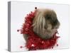 Lionhead Rabbit with Red Christmas Tinsel-Mark Taylor-Stretched Canvas