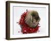Lionhead Rabbit with Red Christmas Tinsel-Mark Taylor-Framed Photographic Print