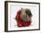 Lionhead Rabbit with Red Christmas Tinsel-Mark Taylor-Framed Photographic Print