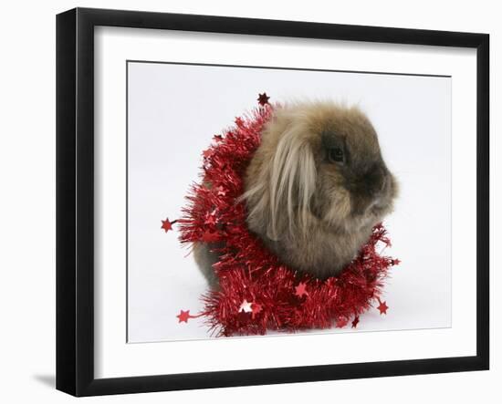 Lionhead Rabbit with Red Christmas Tinsel-Mark Taylor-Framed Photographic Print