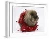 Lionhead Rabbit with Red Christmas Tinsel-Mark Taylor-Framed Photographic Print