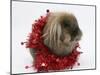 Lionhead Rabbit with Red Christmas Tinsel-Mark Taylor-Mounted Photographic Print