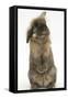 Lionhead Rabbit with Windmill Ears, Sitting Up-Mark Taylor-Framed Stretched Canvas