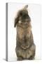 Lionhead Rabbit with Windmill Ears, Sitting Up-Mark Taylor-Stretched Canvas