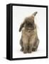 Lionhead Rabbit with Windmill Ears, Sitting Up-Mark Taylor-Framed Stretched Canvas