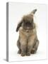 Lionhead Rabbit with Windmill Ears, Sitting Up-Mark Taylor-Stretched Canvas