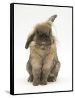 Lionhead Rabbit with Windmill Ears, Sitting Up-Mark Taylor-Framed Stretched Canvas