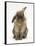 Lionhead Rabbit with Windmill Ears, Sitting Up-Mark Taylor-Framed Stretched Canvas