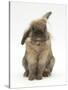 Lionhead Rabbit with Windmill Ears, Sitting Up-Mark Taylor-Stretched Canvas