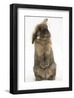 Lionhead Rabbit with Windmill Ears, Sitting Up-Mark Taylor-Framed Photographic Print