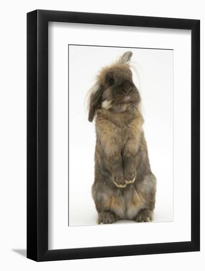 Lionhead Rabbit with Windmill Ears, Sitting Up-Mark Taylor-Framed Photographic Print