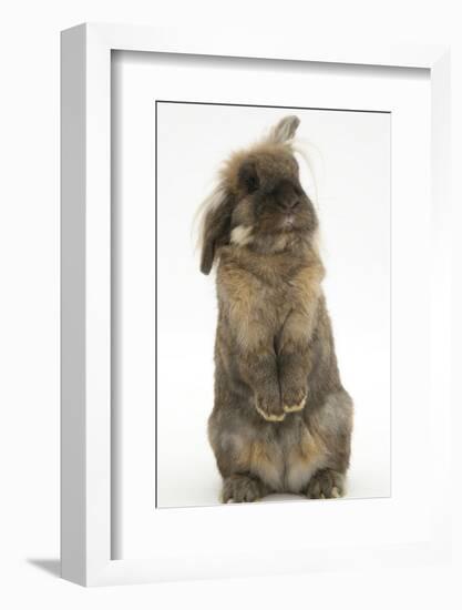 Lionhead Rabbit with Windmill Ears, Sitting Up-Mark Taylor-Framed Photographic Print