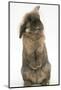 Lionhead Rabbit with Windmill Ears, Sitting Up-Mark Taylor-Mounted Photographic Print