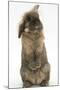 Lionhead Rabbit with Windmill Ears, Sitting Up-Mark Taylor-Mounted Photographic Print